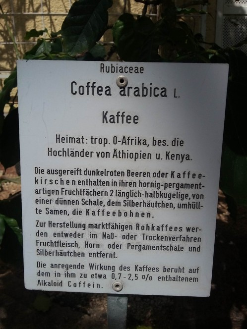 Auf der Informationstafel heißt es: "Coffea arabica L. Kaffee Heimat: trop. 0-Afrika, bes. die Hochländer von Äthiopien u. Kenya. Die ausgereift dunkelroten Beeren oder Kaffee kirschen enthalten in ihren hornig-pergament artigen Fruchtfächern 2 länglich-halbkugelige, von einer dünnen Schale, dem Silberhäutchen, umhüll te Samen, die Kaffeebohnen. Zur Herstellung marktfähigen Rohkaffees wer den entweder im Naß- oder Trockenverfahren Fruchtfleisch, Horn- oder Pergamentschale und Silberhäutchen entfernt. Die anregende Wirkung des Kaffees beruht auf dem in ihm zu etwa 0,7-2,5 0/0 enthaltenem Alkaloid Coffein."